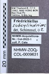 Etikett zu Priopus basalis (Schwarz, 1901)